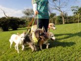 DOG WALKER