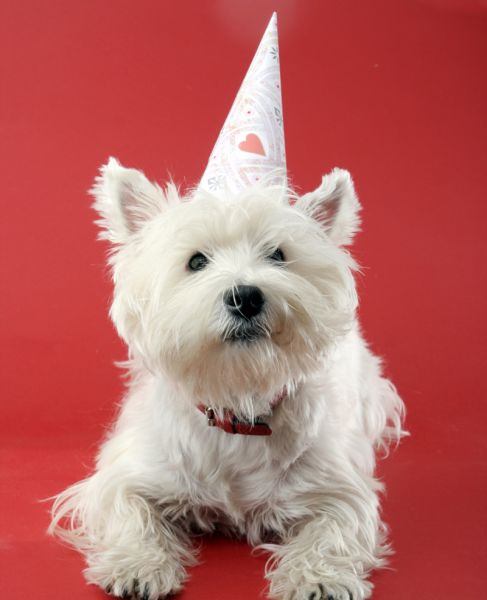 FESTA DE ANIVERSÁRIO