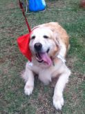 PET SITTER PACOTE PROMOCIONAL DE NATAL+ANO NOVO